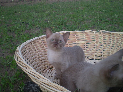 click for enlarge 640 X 480 149,5 Kb picture