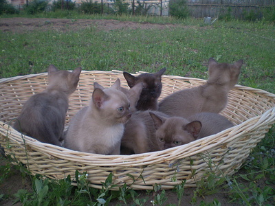 click for enlarge 640 X 480 165,5 Kb picture