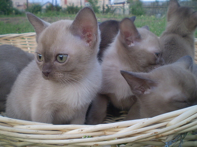 click for enlarge 640 X 480 161,6 Kb picture