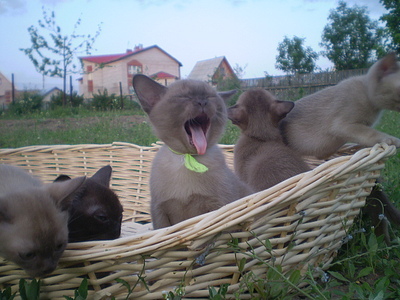 click for enlarge 640 X 480 159,3 Kb picture