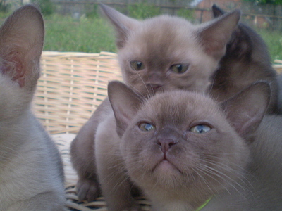 click for enlarge 640 X 480 156,5 Kb picture
