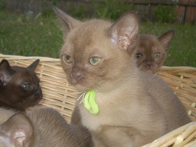 click for enlarge 640 X 480 151,8 Kb picture