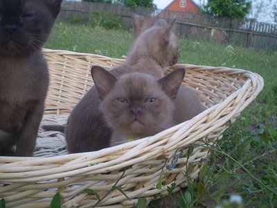 click for enlarge 640 X 480 152,2 Kb picture