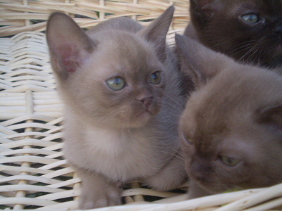 click for enlarge 640 X 480 158,8 Kb picture