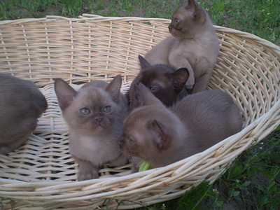 click for enlarge 640 X 480 152,2 Kb picture