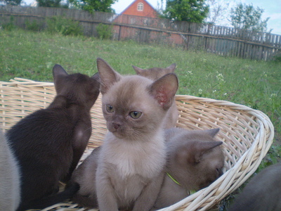 click for enlarge 640 X 480 149,9 Kb picture