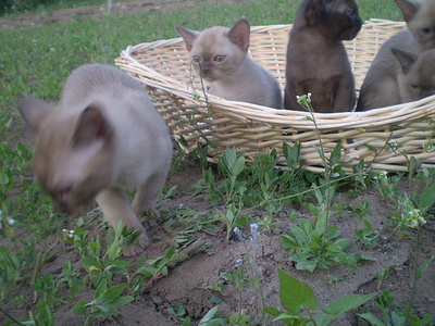 click for enlarge 640 X 480 164,5 Kb picture