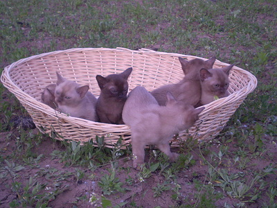 click for enlarge 640 X 480 168,1 Kb picture
