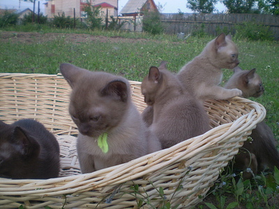 click for enlarge 640 X 480 163,8 Kb picture