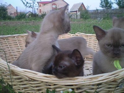 click for enlarge 640 X 480 154,9 Kb picture