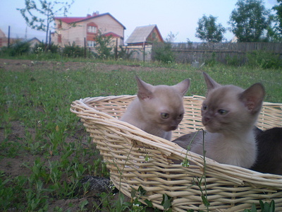 click for enlarge 640 X 480 153,4 Kb picture
