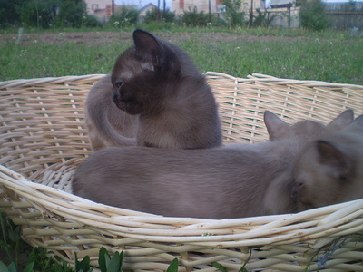 click for enlarge 640 X 480 151,1 Kb picture