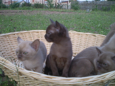 click for enlarge 640 X 480 152,0 Kb picture