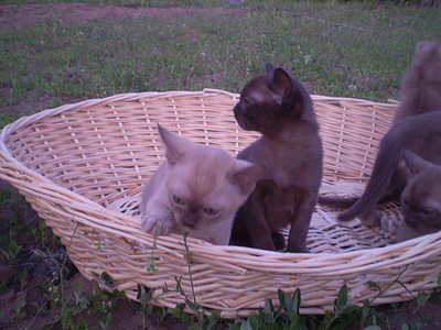 click for enlarge 640 X 480 154,2 Kb picture