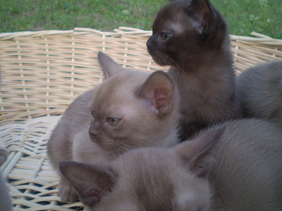 click for enlarge 640 X 480 156,3 Kb picture