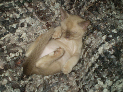 click for enlarge 640 X 480 167,2 Kb picture