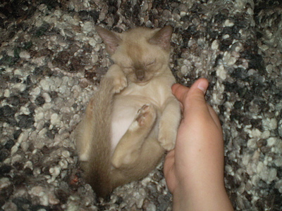 click for enlarge 640 X 480 163,3 Kb picture