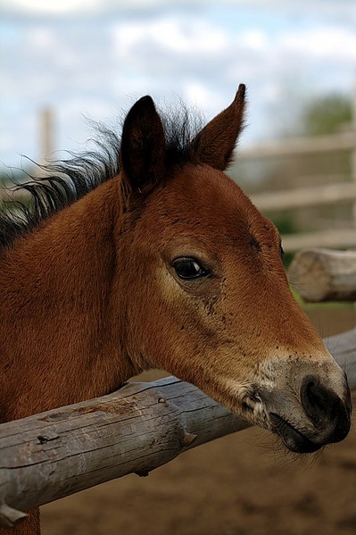 click for enlarge 533 X 800 98,1 Kb picture