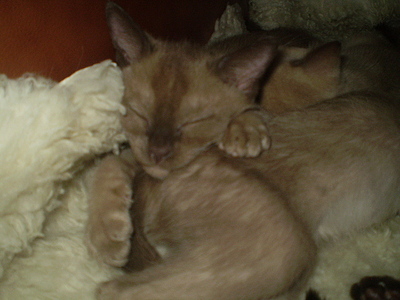 click for enlarge 640 X 480 158,2 Kb picture