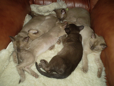 click for enlarge 640 X 480 165,9 Kb picture