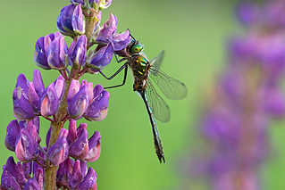 click for enlarge 800 X 534 182,5 Kb picture