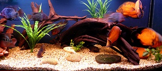 click for enlarge 1024 X 452 215,2 Kb picture