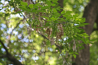click for enlarge 1920 X 1280 630,9 Kb picture