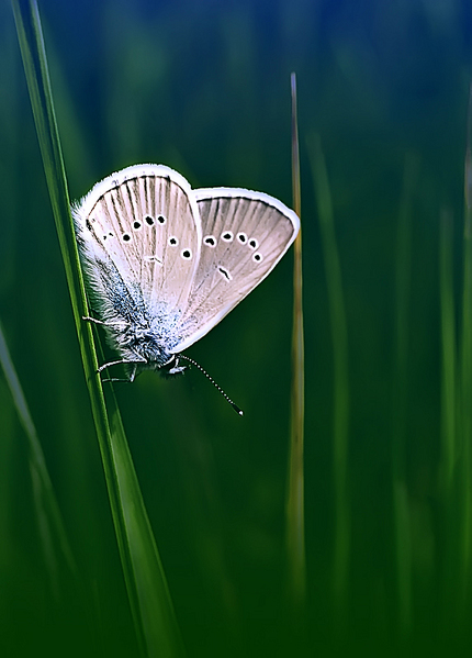 click for enlarge 574 X 800 180,6 Kb picture