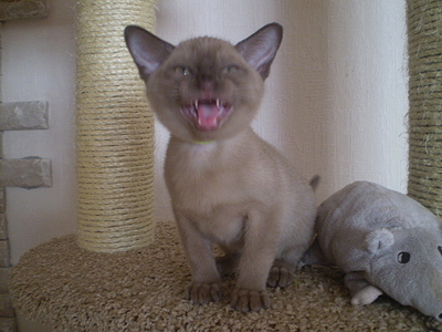 click for enlarge 640 X 480 157,7 Kb picture