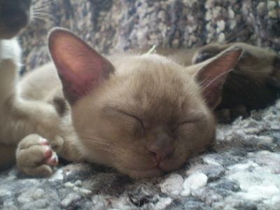 click for enlarge 640 X 480 156,5 Kb picture