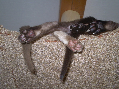 click for enlarge 640 X 480 169,2 Kb picture