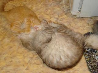 click for enlarge 448 X 336 22,3 Kb picture