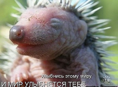 click for enlarge 480 X 352 39,2 Kb picture