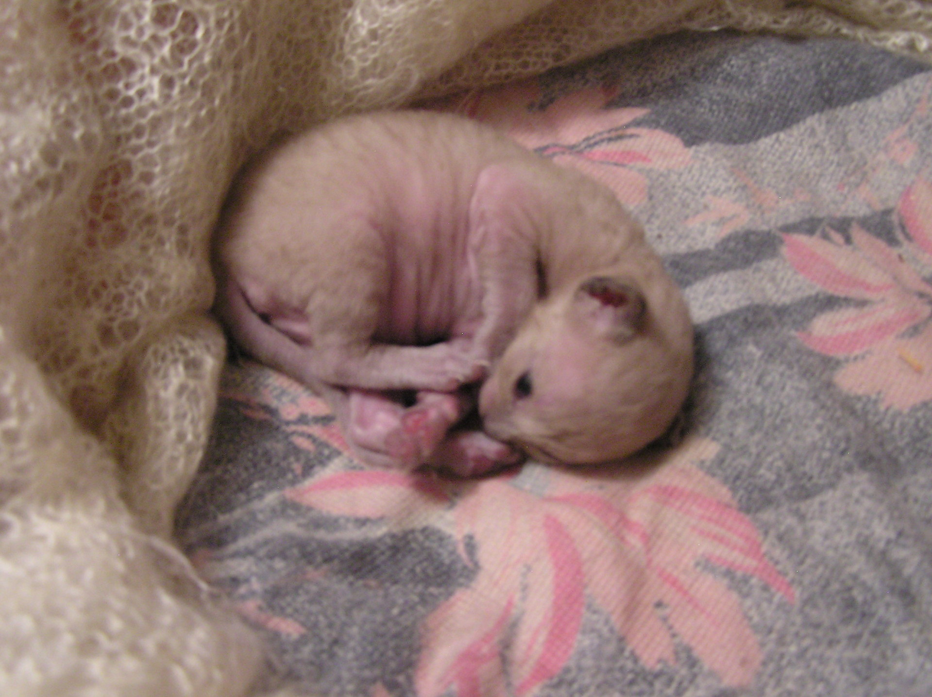 Newborn sphynx kittens One day old sphynx kittens Flickr