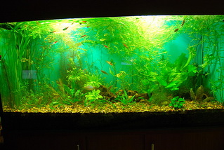 click for enlarge 600 X 402 150,2 Kb picture