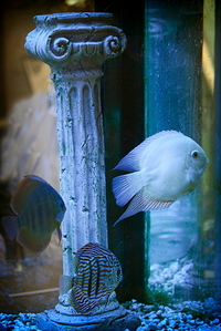 click for enlarge 667 X 1000 432,0 Kb picture