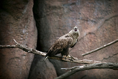 click for enlarge 1000 X 667 312,2 Kb picture