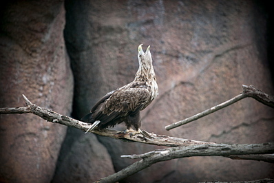 click for enlarge 1000 X 667 302,1 Kb picture