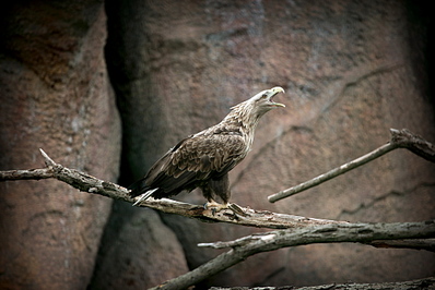 click for enlarge 1000 X 667 317,5 Kb picture