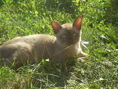 click for enlarge 640 X 480 167,5 Kb picture