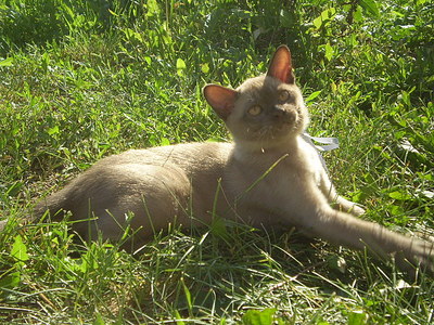 click for enlarge 640 X 480 166,4 Kb picture