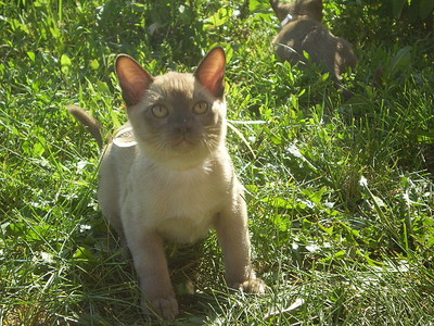 click for enlarge 640 X 480 167,5 Kb picture