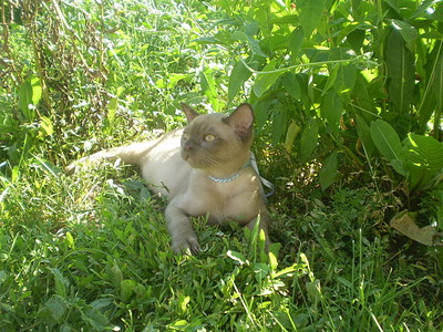 click for enlarge 640 X 480 167,0 Kb picture