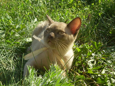 click for enlarge 640 X 480 168,1 Kb picture