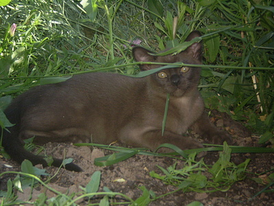click for enlarge 640 X 480 166,4 Kb picture