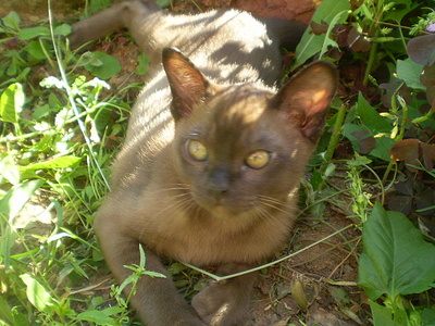 click for enlarge 640 X 480 164,4 Kb picture