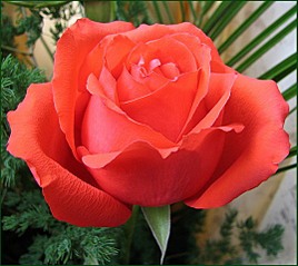 click for enlarge 537 X 480 62,2 Kb picture