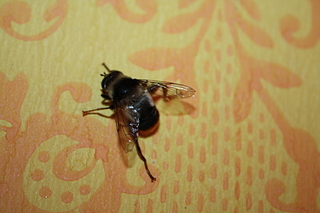 click for enlarge 1920 X 1278 110,8 Kb picture
