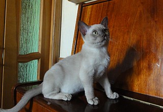 click for enlarge 1561 X 1079 322,3 Kb picture