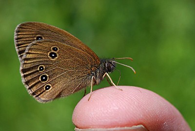 click for enlarge 800 X 536 76,4 Kb picture